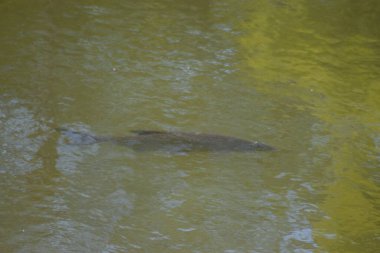Parktaki küçük nehir.