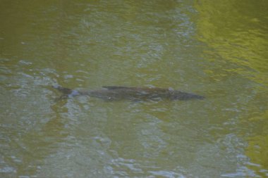 Gölde yüzen balıklar.