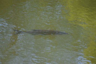 Ormanda küçük bir nehir..