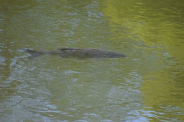 Göldeki bir balığın yakın plan fotoğrafı.