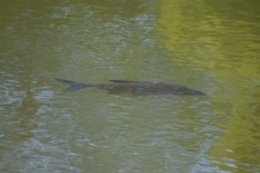 Suda küçük bir balık