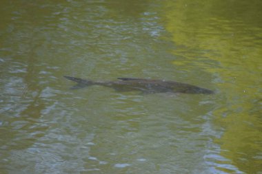 Sudaki küçük gölet