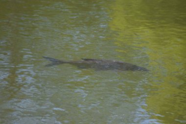 Nehirdeki büyük balık.