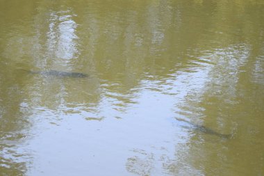 Şehirdeki güzel göl manzarası