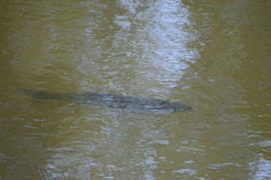 Suyun arka planında büyük bir nehir