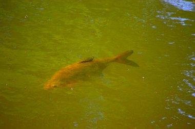 Gölün güzel manzarası