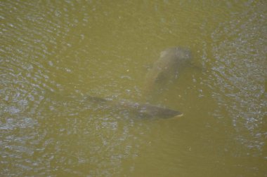 Gölde yüzen küçük kahverengi bir ördek..