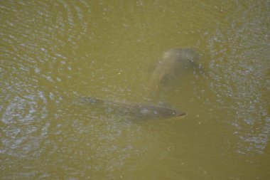 Gölette küçük kahverengi bir balık.