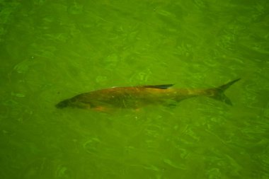 Güzel göl manzarası