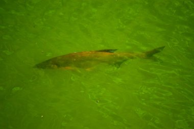 Su yüzeyindeki büyük bir balık.