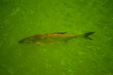 Suda yüzen bir balığın yakın çekimi.