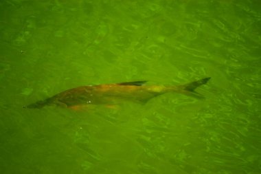 Doğanın güzel manzarası