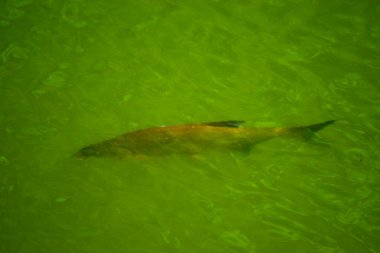 Güzel deniz manzarası