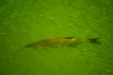 Büyük bir balık göletin suyunda yatıyor.