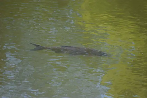 Suda yüzen balıklar