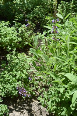 Bahçedeki güzel çiçekler