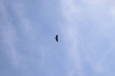 Gökyüzünde uçan güzel bir kuş