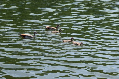 Parkın güzel manzarası