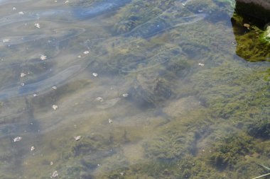 Güzel göl manzarası