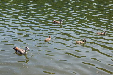 Ördekler güneşli bir günde parkta bir gölde yüzerler.