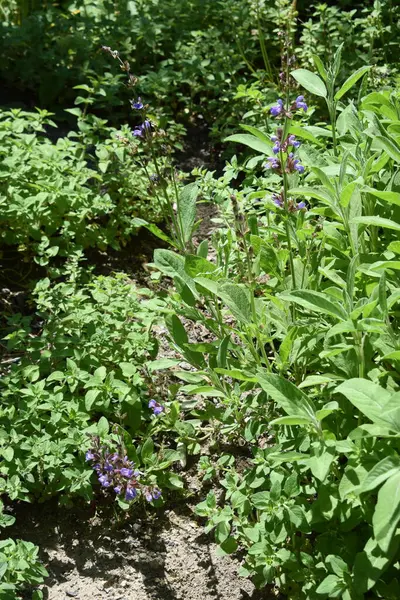 Bahçedeki güzel çiçekler