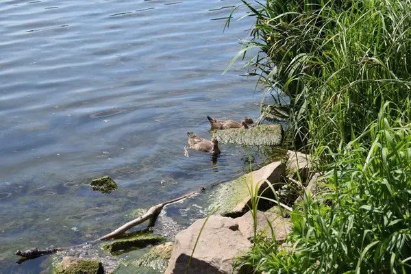 Yazın küçük bir nehir.