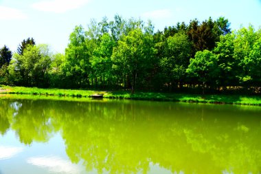 Ormanda gölü olan güzel bir manzara.