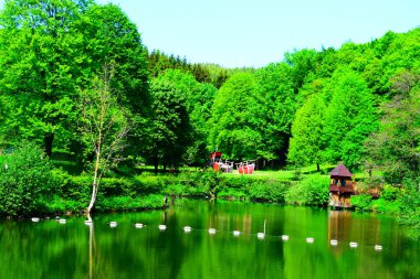 Parkta gölü olan güzel bir manzara.