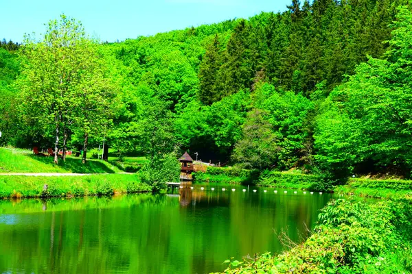 Ormandaki güzel göl.