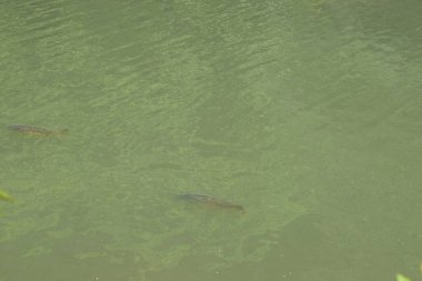 Yeşil gölde balık