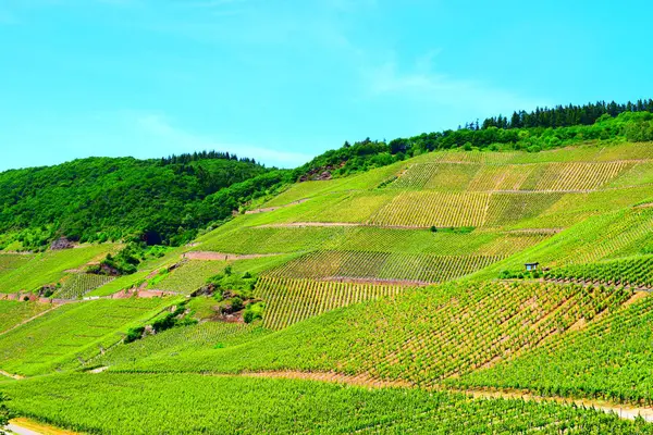 dağ Yeşil üzüm bağları