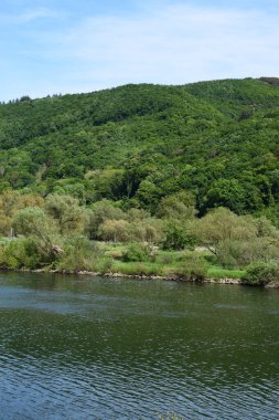 Nehrin ve ormanın güzel manzarası