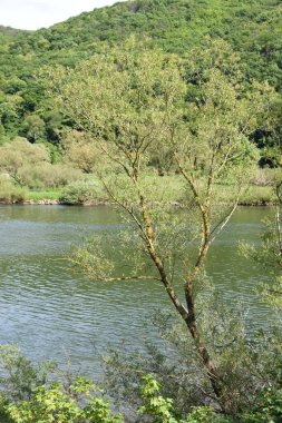Dağlardaki nehir manzarası