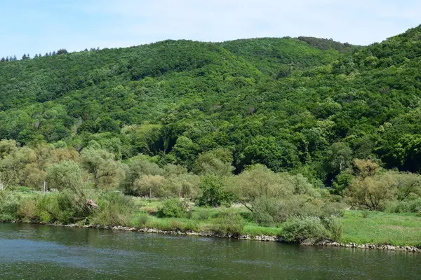 Yazın nehir manzarası