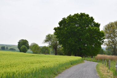 Yeşil tarlaları ve ağaçları olan ülke manzarası