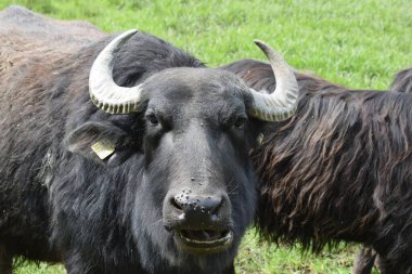 Buffalo alanında yakın çekim