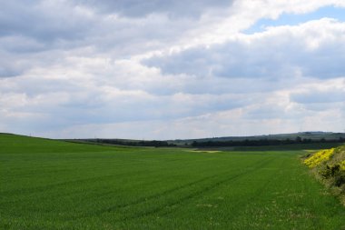 Yeşil tarlalı manzara ve bulutlu mavi gökyüzü