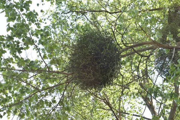 Ormandaki ağaç dalları