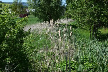 Önünde bir nehir olan yaz manzarası