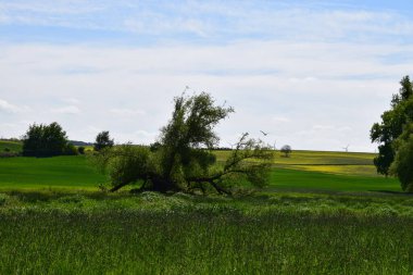 Bulutlu bir günde yeşillik ve ağaçlarla çevrili güzel bir ağaç görüntüsü.