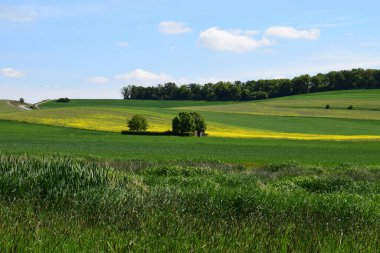 Yeşil çimen ve mavi gökyüzü olan güzel bir manzara.