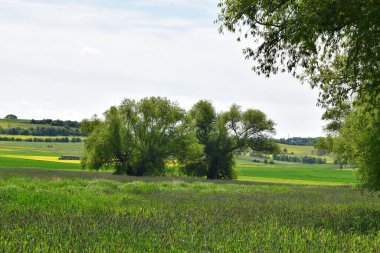 Mavi gökyüzü ve bulutları olan güzel bir ağaç görüntüsü.
