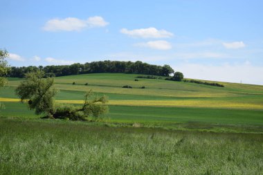 Yeşil ağaçlarla kaplı yaz manzarası