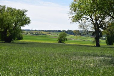 Tarlada yeşil bir ot