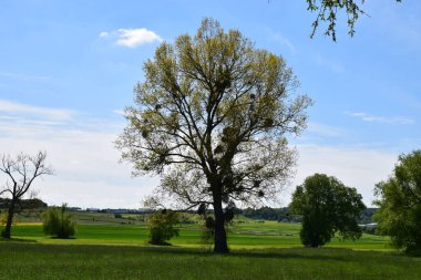 Yeşil çimenli ve arka planda tarlası olan güzel bir ağaç manzarası.