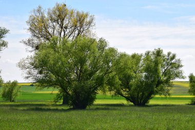 Yeşil tarla ve bulutlu mavi gökyüzü