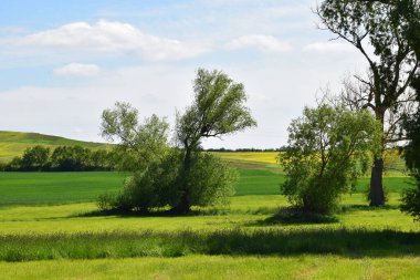 Yeşil ağaçlarla ve mavi gökyüzüyle manzara