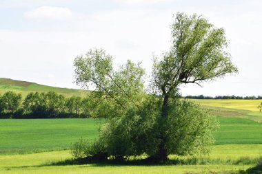 Tarladaki ağaç, yeşil çimen, yaz, doğa