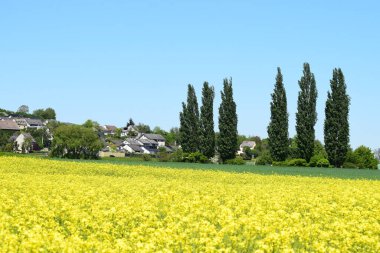 Sarı çiçekli güzel bir manzara.