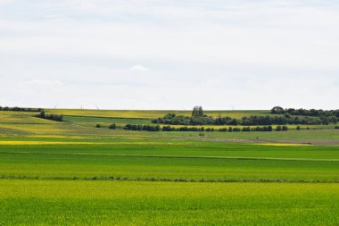 yeşil tarla ve mavi gökyüzü
